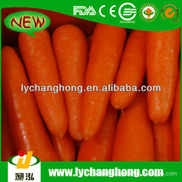 China New Crop Carrot Supplier